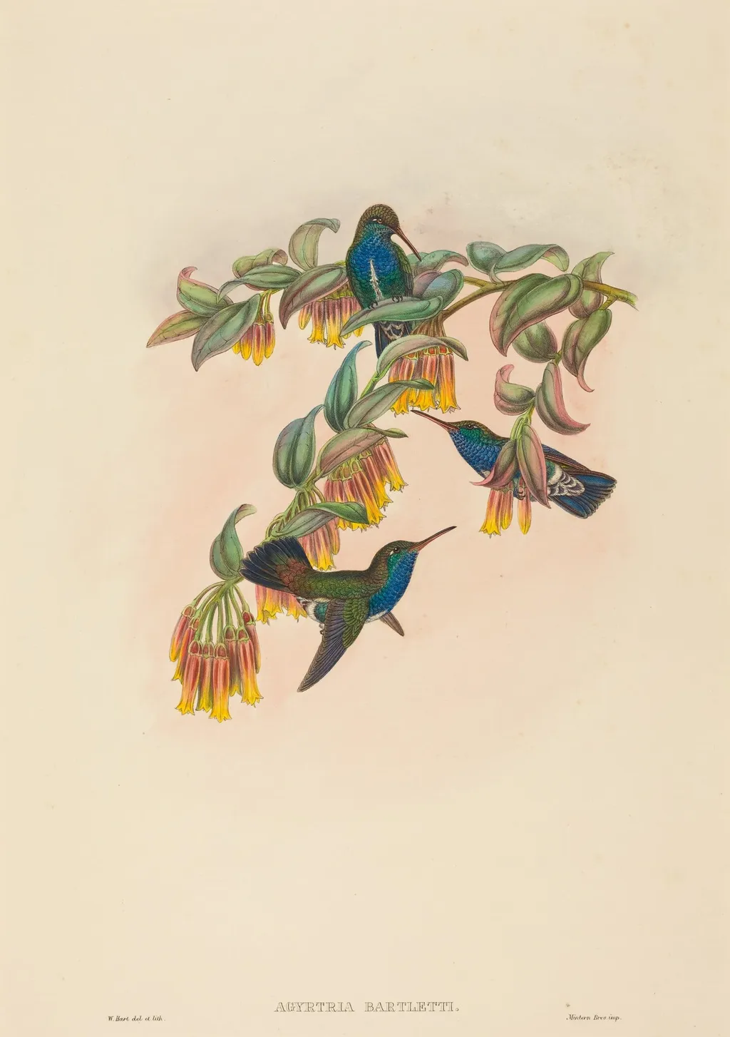 Agyrtria bartletti (Bartlett's Emerald), by W. Hart, ink, 1874
