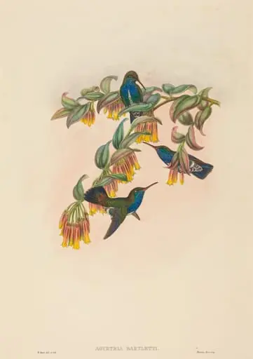Agyrtria bartletti (Bartlett's Emerald), by W. Hart