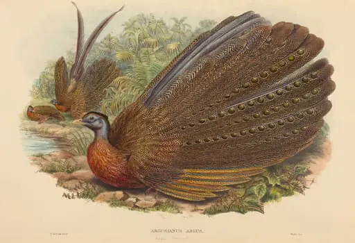 Argus Pheasant (Argusianus Argus), by W. Hart