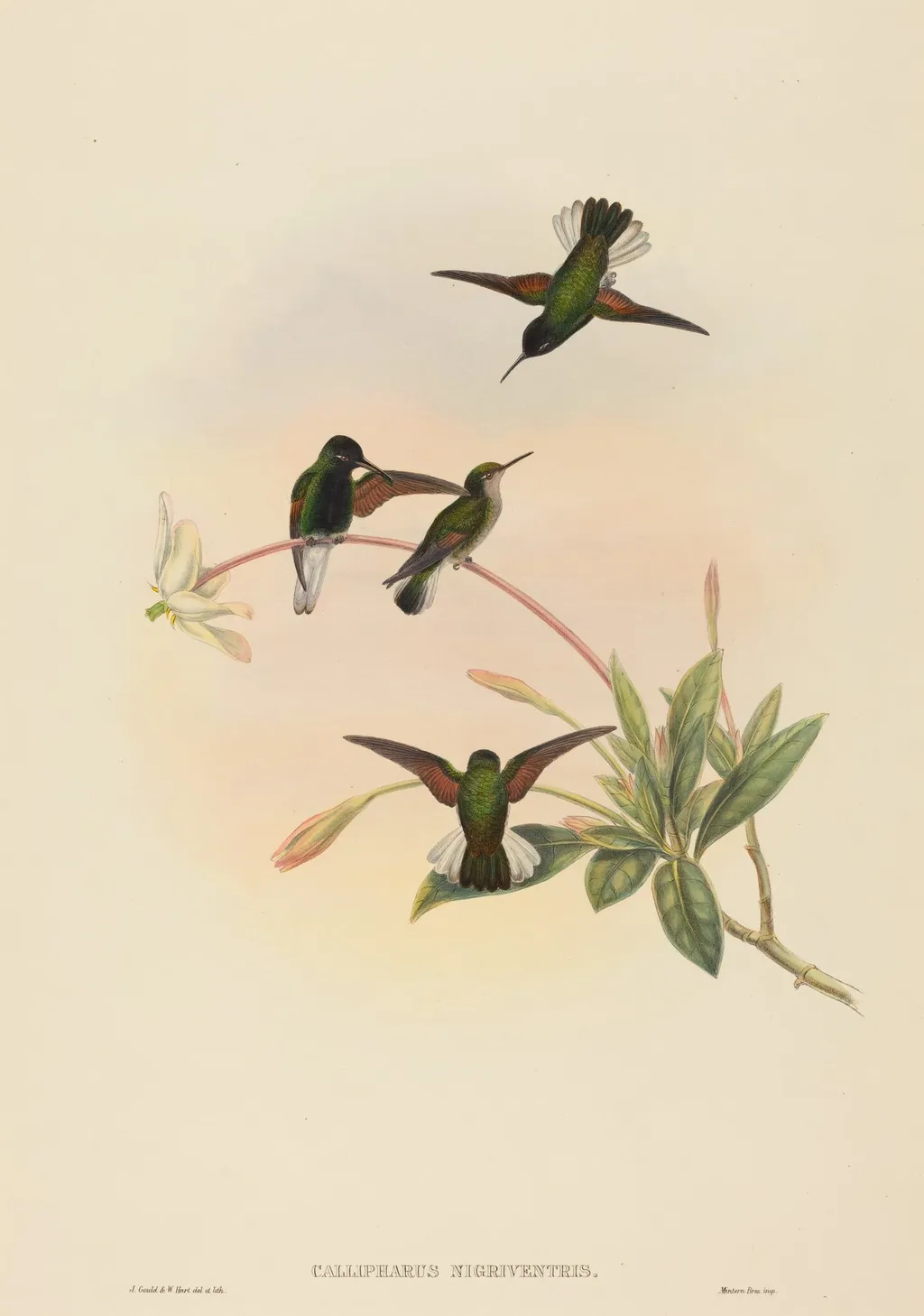 Callipharus nigriventris (Black-bellied Hummingbird), by W. Hart, ink, 1842