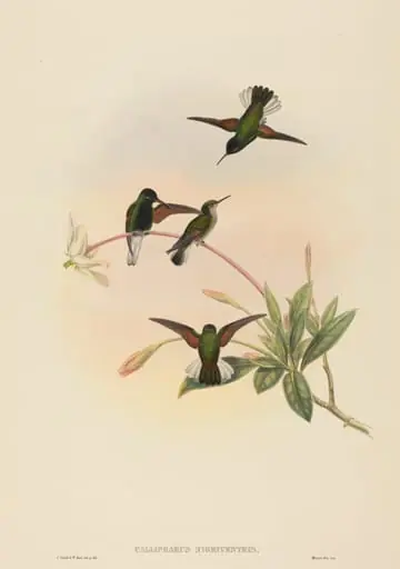 Callipharus nigriventris (Black-bellied Hummingbird), by W. Hart