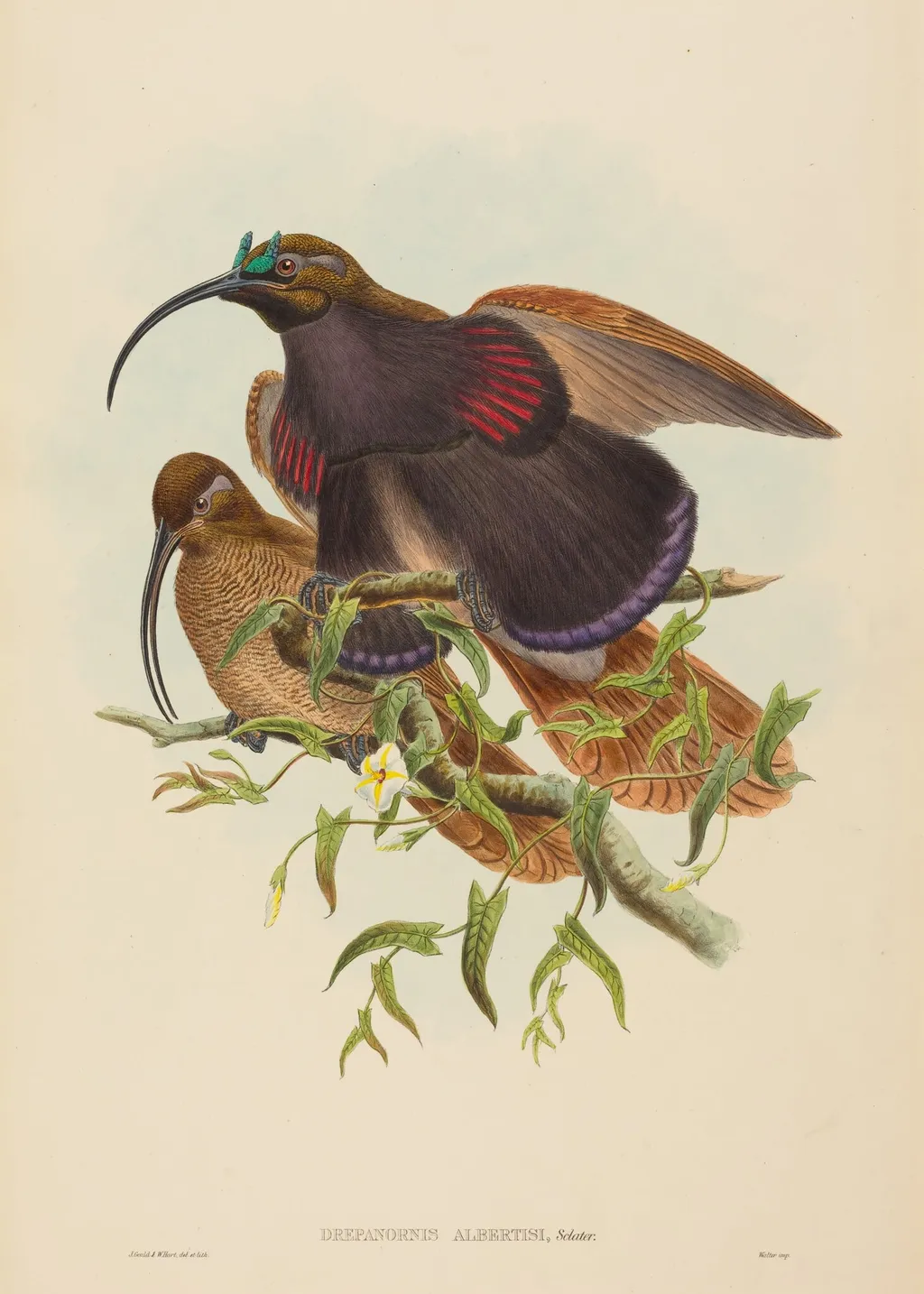 Drepanornis albertisi (Black-billed Sicklebill Bird of Paradise), by W. Hart, ink, 1842