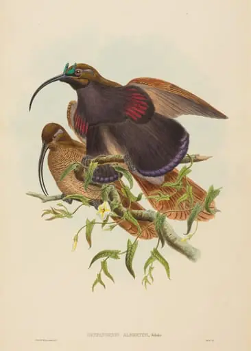 Drepanornis albertisi (Black-billed Sicklebill Bird of Paradise), by W. Hart