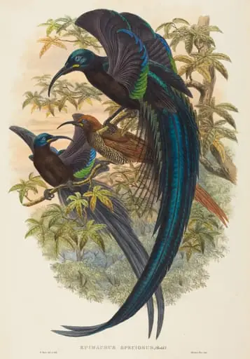 Epimachus speciosus (Sickle-billed Bird of Paradise), by W. Hart
