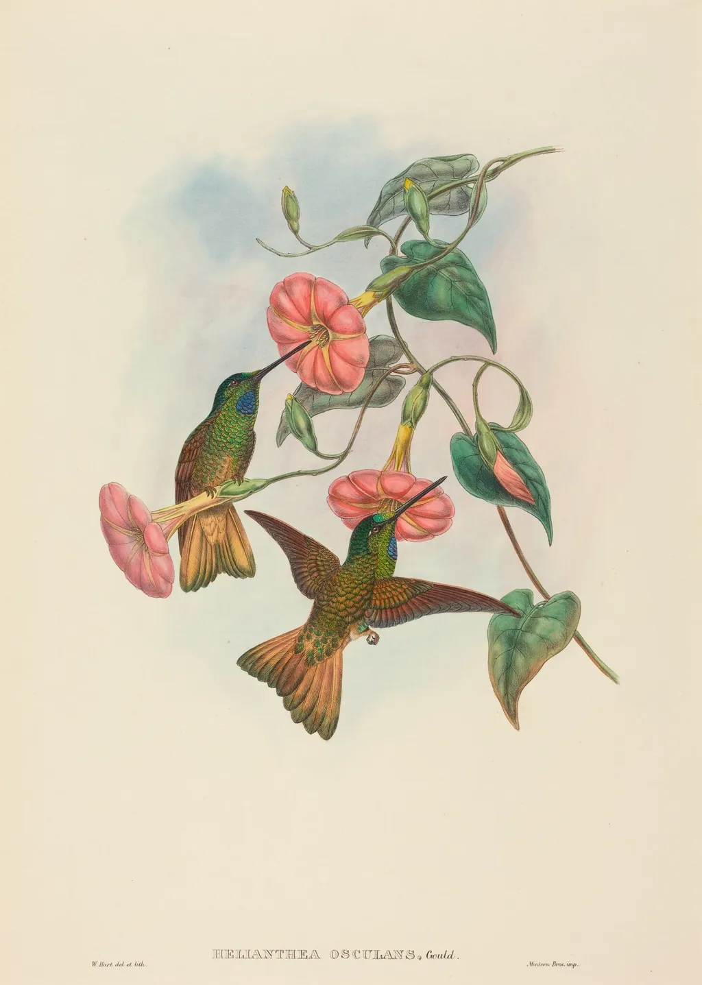 Helianthea osculans (Buff-tailed Star-Frontlet), by W. Hart, ink, 1874