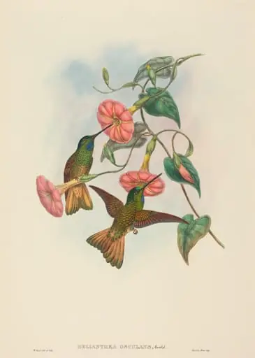 Helianthea osculans (Buff-tailed Star-Frontlet), by W. Hart