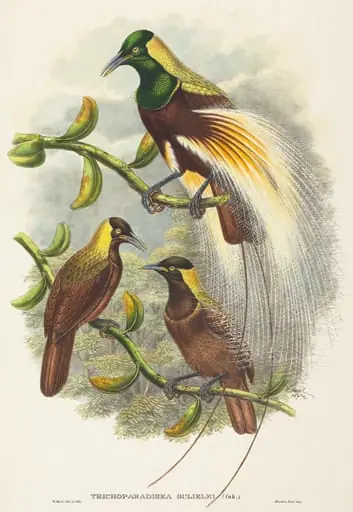 Trichoparadisea Gulielmi, by W. Hart