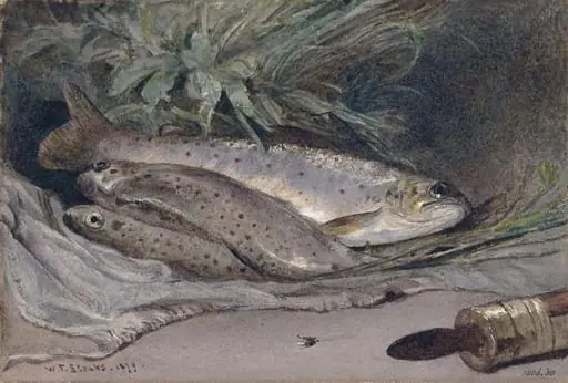 Group of trout, by Walter Fryer Stocks