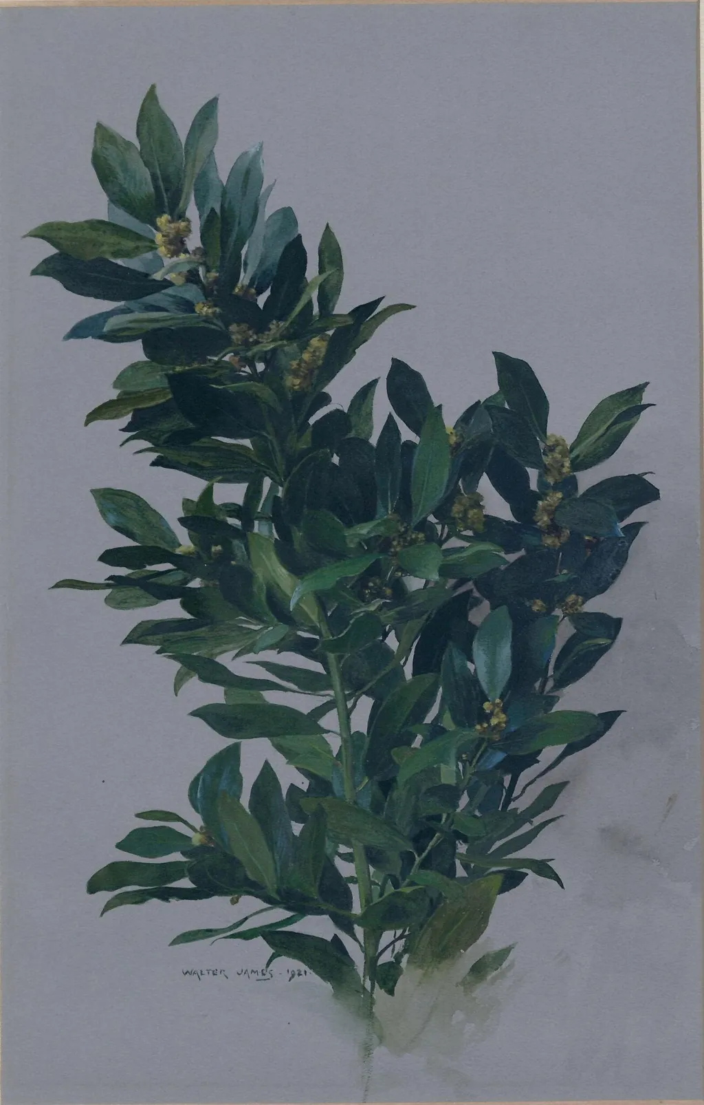 A Branch of Bay, by Walter John James, watercolor, 1921
