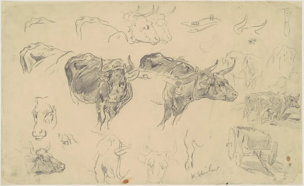 Studies of Oxen, by Walter Shirlaw, graphite, 1801