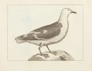 Water Fowl