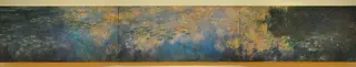 Water Lilies