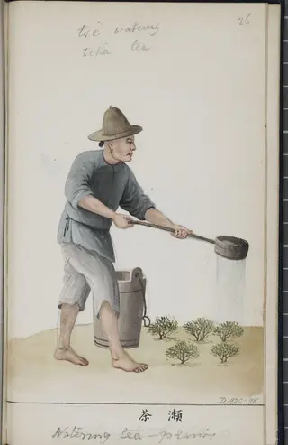 Watering Tea Plants