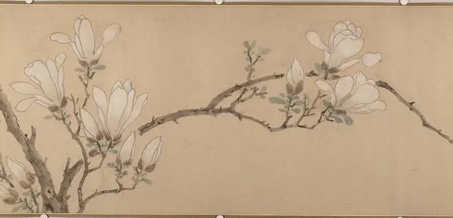明  佚名（文徵明款）    玉蘭圖    卷|Magnolia