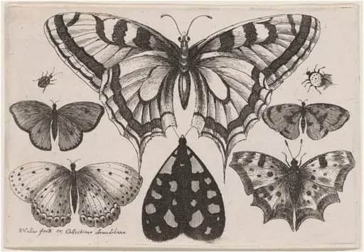 Five Butterflies, a Moth, a Beetle, and a Spider, by Wenceslaus Hollar