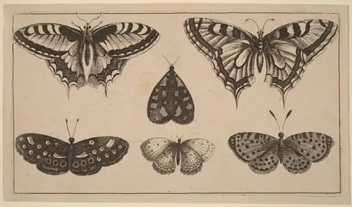 Five Butterflies and a Moth, by Wenceslaus Hollar