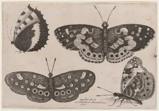 Four Butterflies, by Wenceslaus Hollar