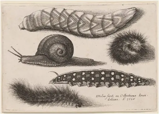Four Caterpillars and a Snail, by Wenceslaus Hollar