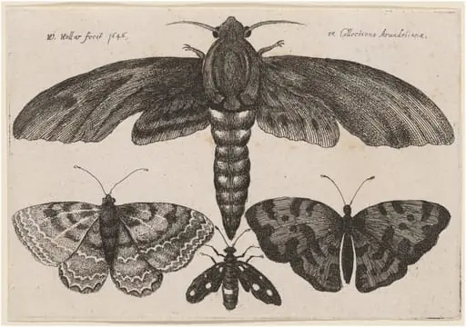 Moth and Three Butterflies, by Wenceslaus Hollar