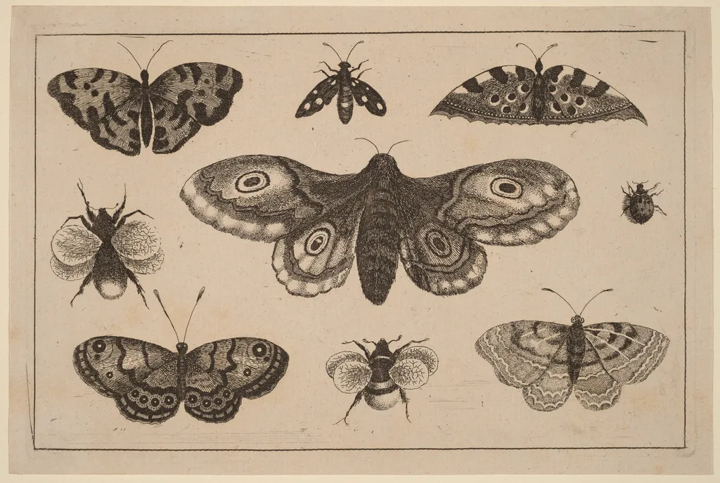 Moth, Butterflies, and Bees, by Wenceslaus Hollar, ink, 1648