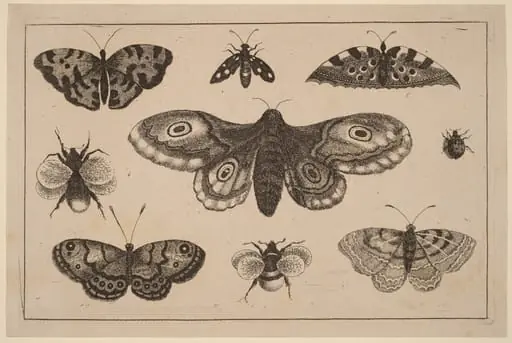 Moth, Butterflies, and Bees, by Wenceslaus Hollar