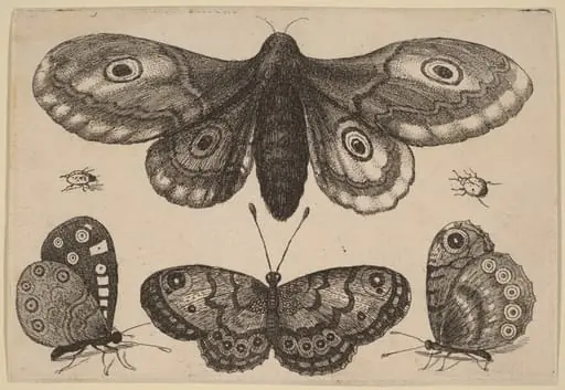 Moth, Three Butterflies, and Two Beetles, by Wenceslaus Hollar