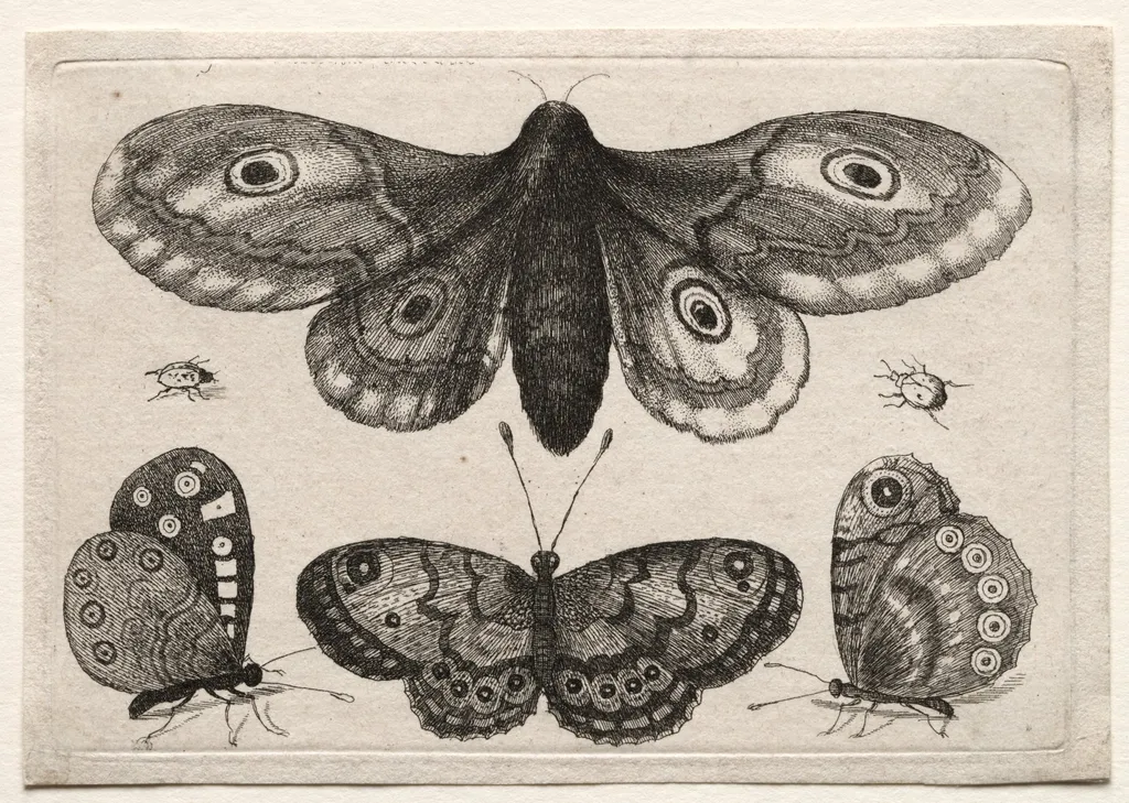 Muscarum Scarabeorum, vermiumque Variae Figure & Formae: A Moth, Three Butterflies and Two Beetles, by Wenceslaus Hollar, 1646