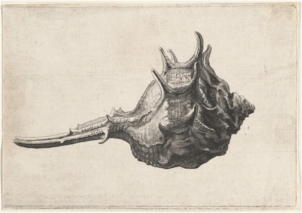 Shell (Murex brandaris), by Wenceslaus Hollar, ink, 1645