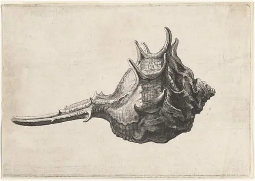 Shell (Murex brandaris), by Wenceslaus Hollar