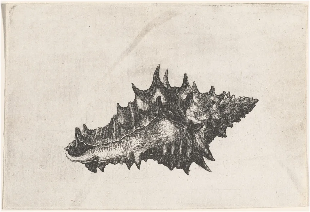 Shell (Vasum ceramicum), by Wenceslaus Hollar, ink, 1645