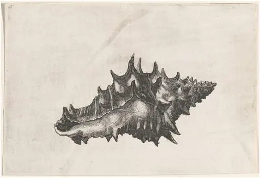 Shell (Vasum ceramicum), by Wenceslaus Hollar