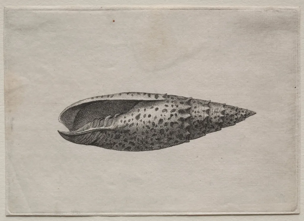 Shells: Mitra papalis L, by Wenceslaus Hollar, 1644