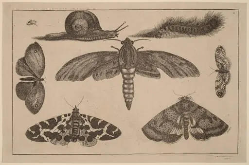 Six Insects, a Caterpillar, and a Snail, by Wenceslaus Hollar
