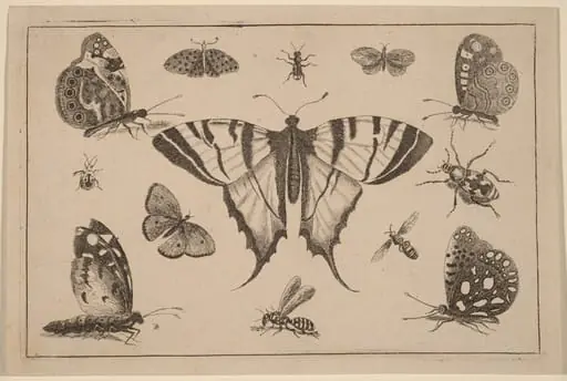 Swallow-tailed Butterfly and Twelve Other Insects, by Wenceslaus Hollar