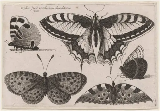 Three Butterflies and Two Moths, by Wenceslaus Hollar