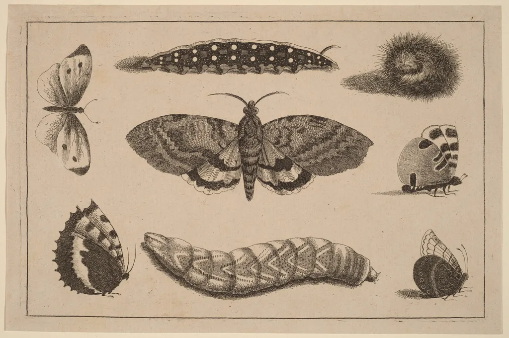 Three Caterpillars, a Moth, and Four Butterflies, by Wenceslaus Hollar, ink, 1648