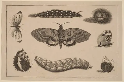 Three Caterpillars, a Moth, and Four Butterflies, by Wenceslaus Hollar