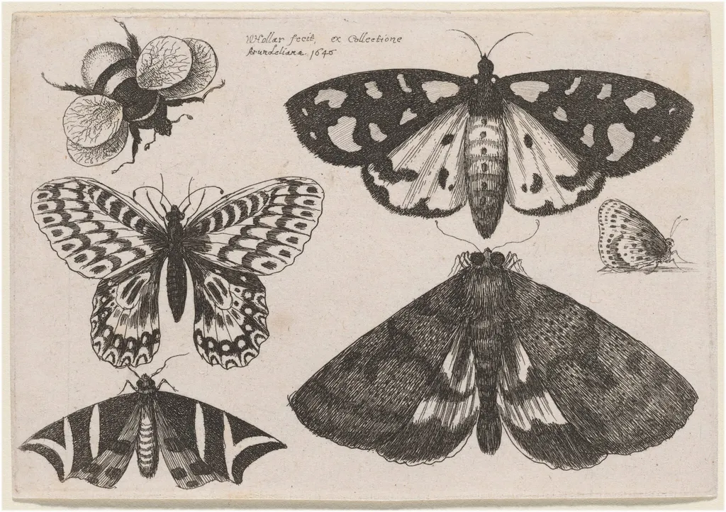 Three Moths, Two Butterflies, and a Bumble Bee, by Wenceslaus Hollar, ink, 1646