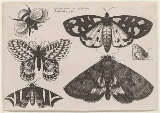 Three Moths, Two Butterflies, and a Bumble Bee, by Wenceslaus Hollar