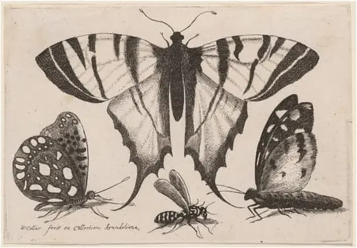 Two Butterflies, a Wasp, and a Moth, by Wenceslaus Hollar
