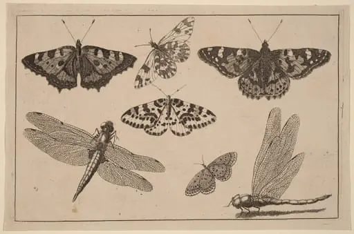 Two Dragonflies and Five Butterflies, by Wenceslaus Hollar