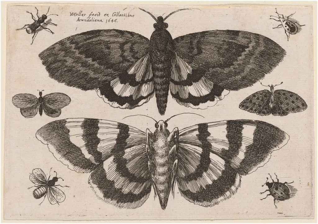 Two Moths and Six Insects, by Wenceslaus Hollar, ink, 1646