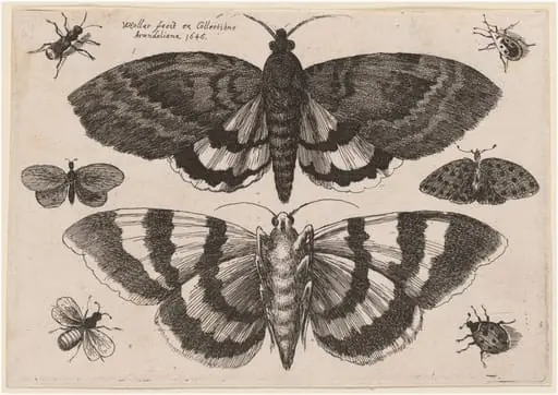 Two Moths and Six Insects, by Wenceslaus Hollar