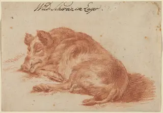 Wild Boar