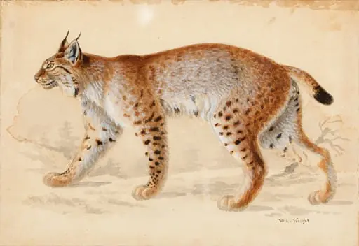 Ilves, by Wilhelm von Wright