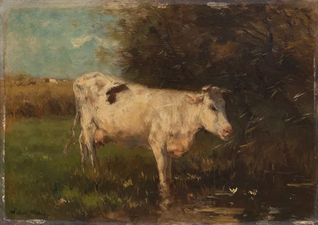 White Cow