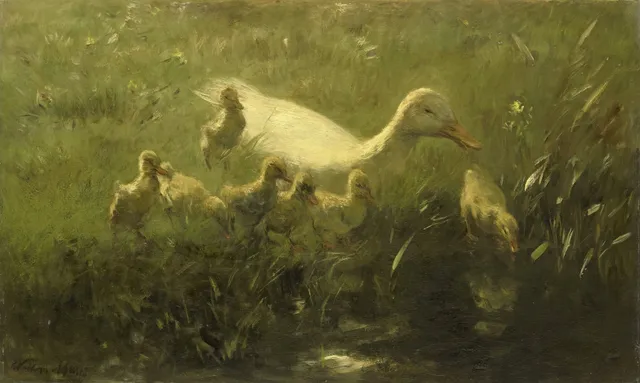 Witte eend met kiekens