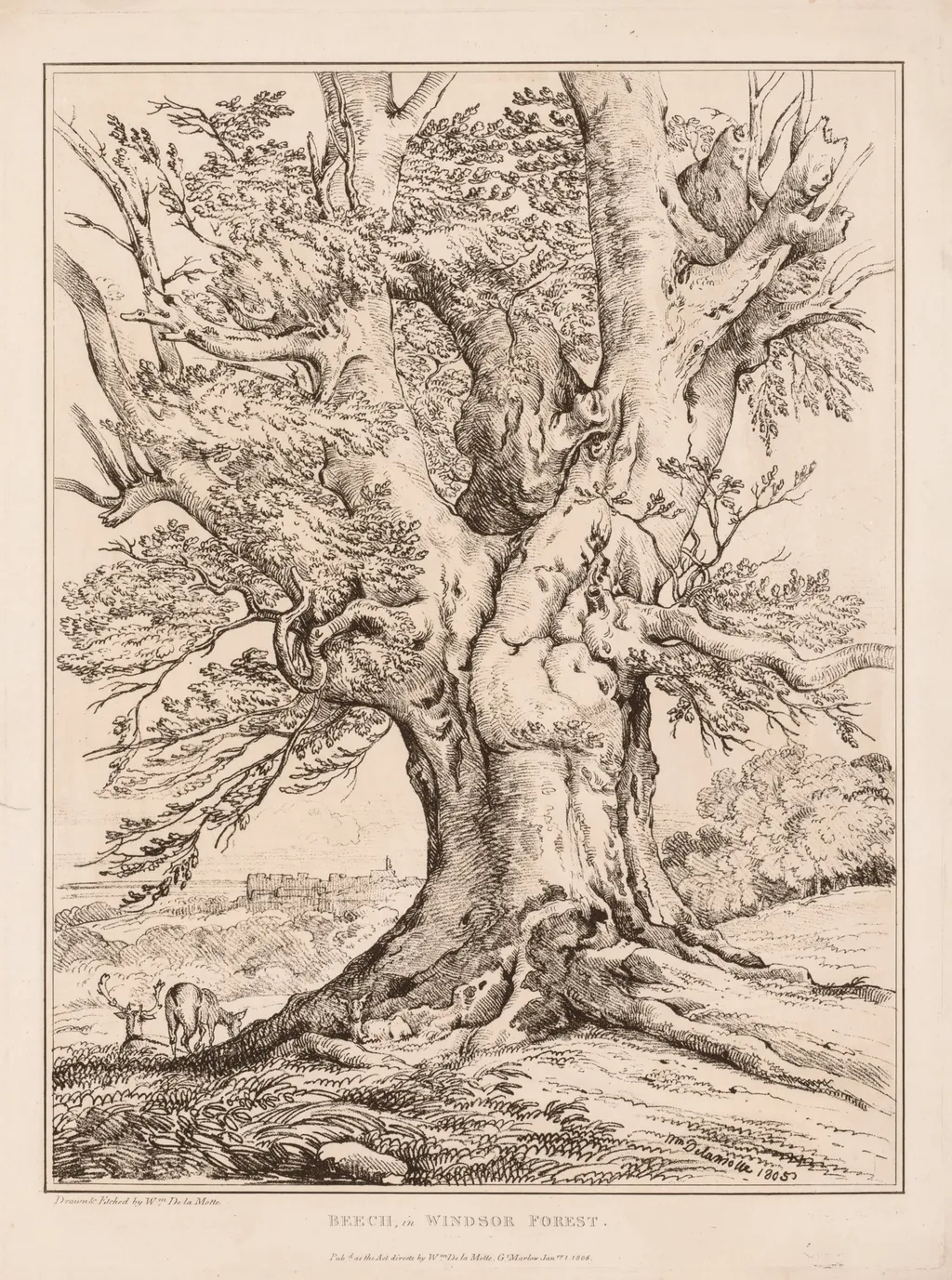 Beech in Windsor Forest, by William Alfred Delamotte, 1805