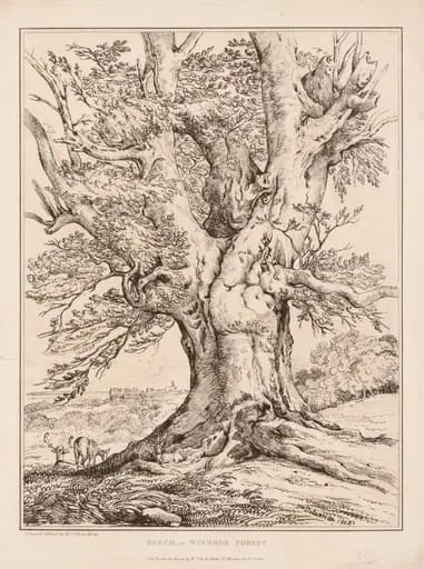 Beech in Windsor Forest, by William Alfred Delamotte