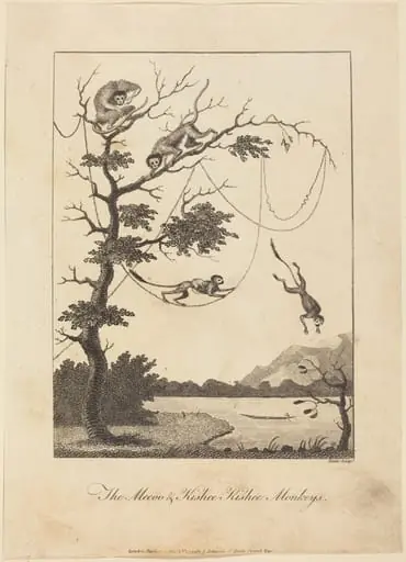The Mecoo & Kisbee Kishee Monkeys, by William Blake